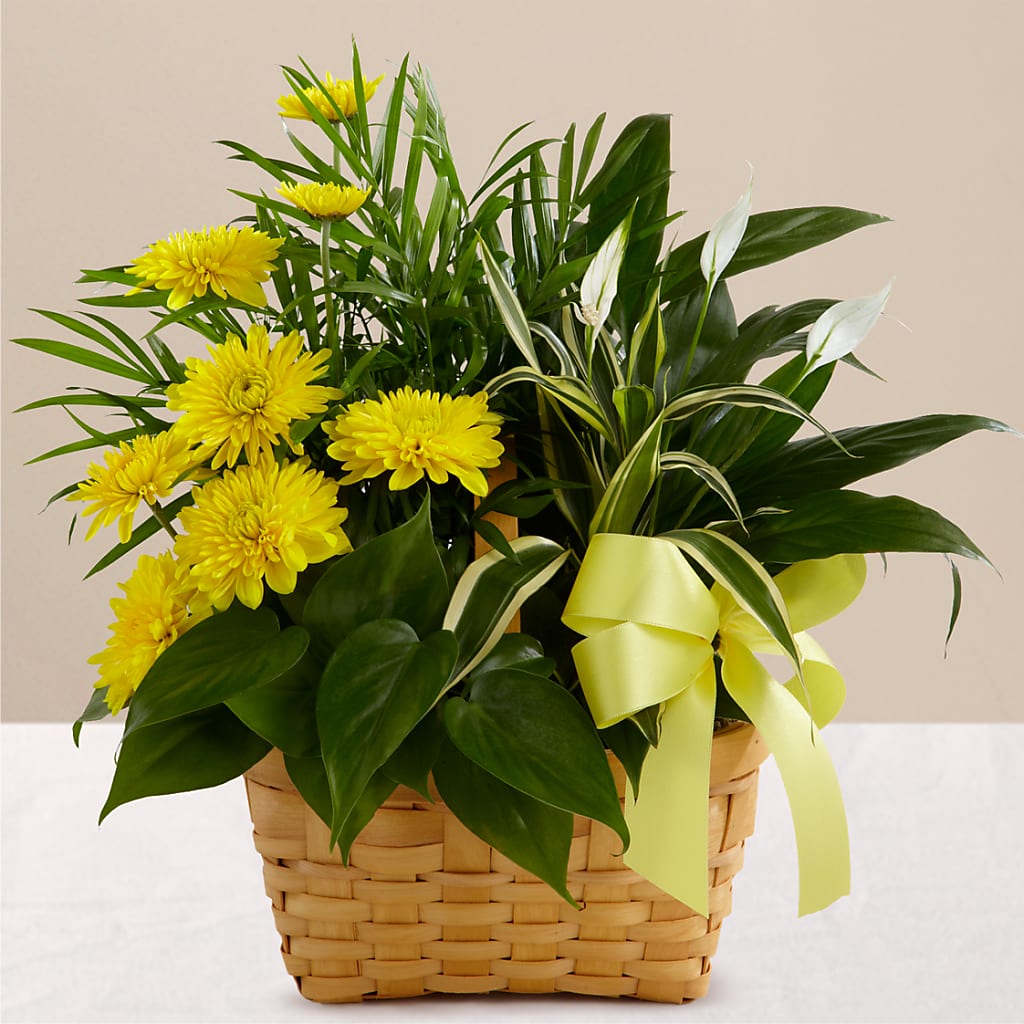 Loving Light Dishgarden – The Surprise Bouquet, Lawrenceburg TN