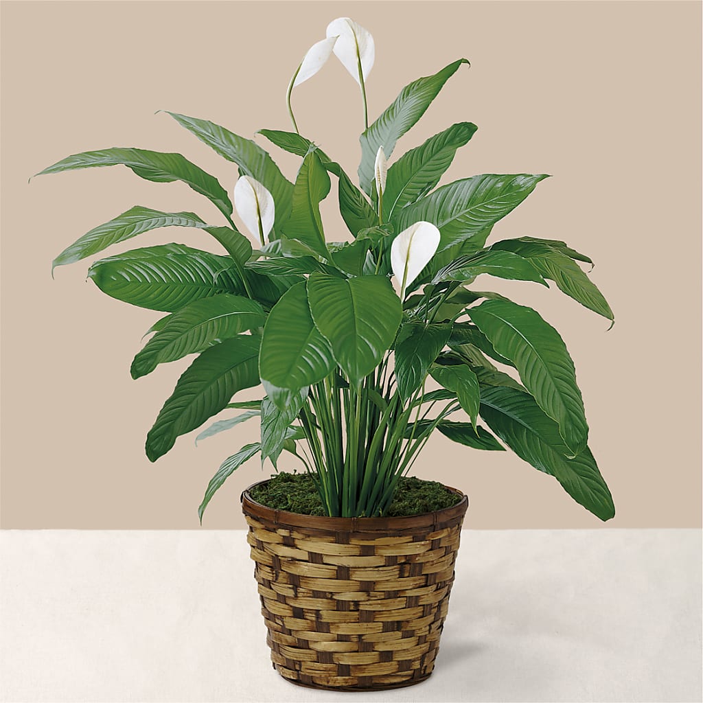 Tranquil Moments Peace Lily Plant – The Surprise Bouquet, Lawrenceburg TN