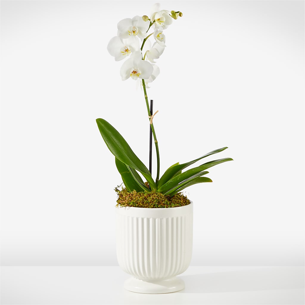 Whispering White Orchid – The Surprise Bouquet, Lawrenceburg TN