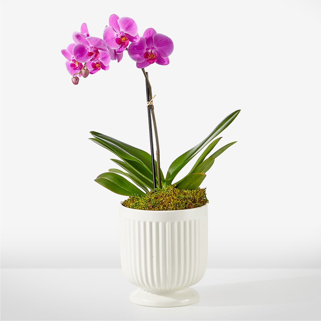 Friendly Fuchsia Orchid – The Surprise Bouquet, Lawrenceburg TN