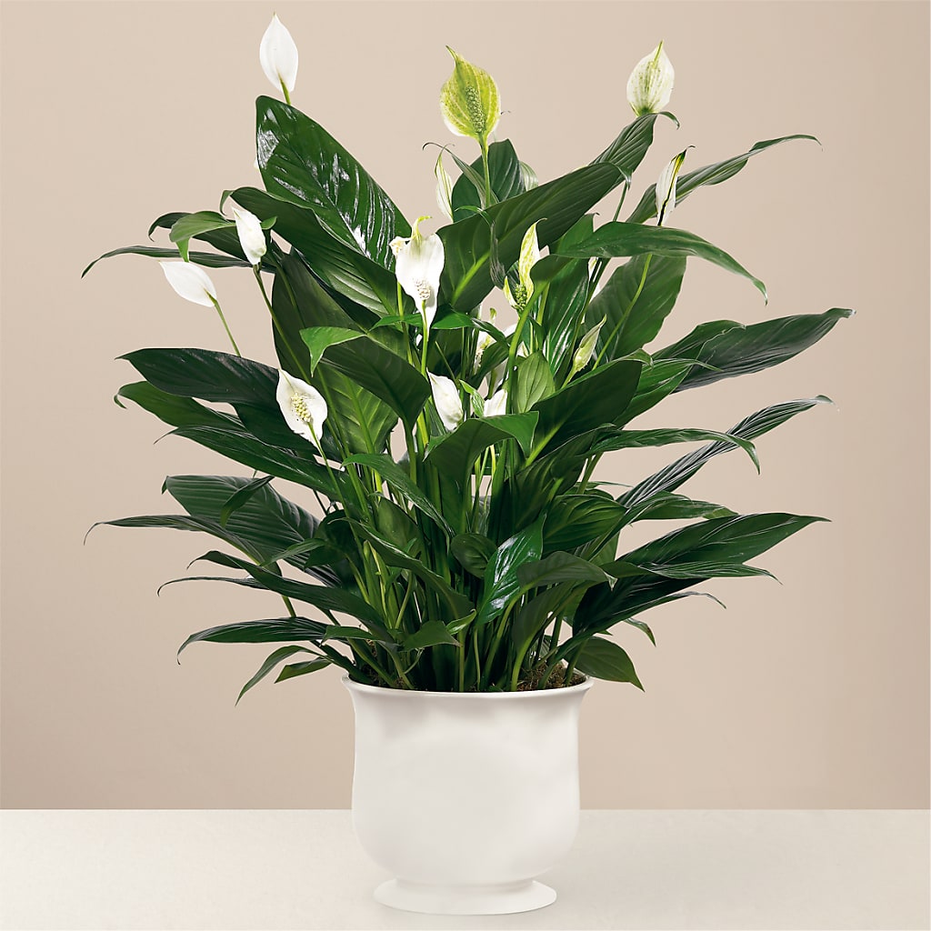 Comfort Planter – The Surprise Bouquet, Lawrenceburg TN