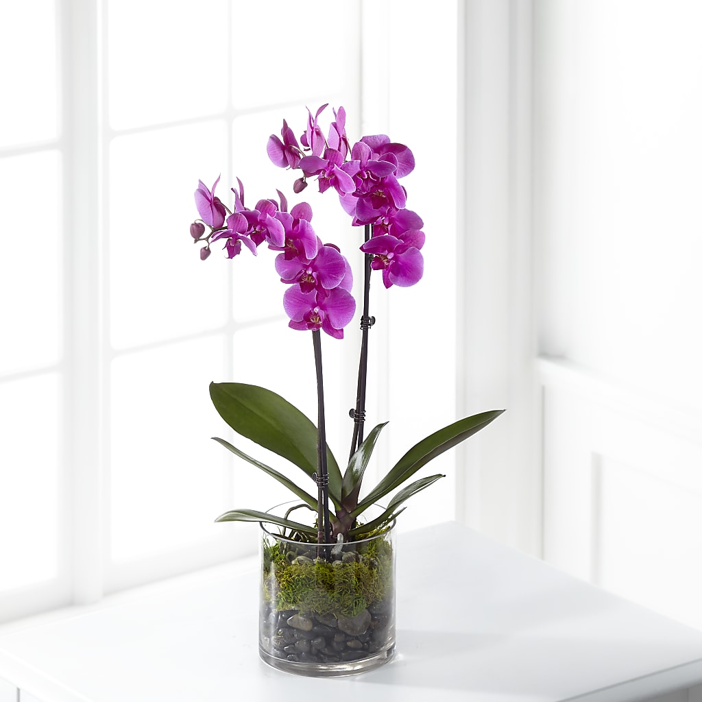Pink Orchid Plant – The Surprise Bouquet, Lawrenceburg TN