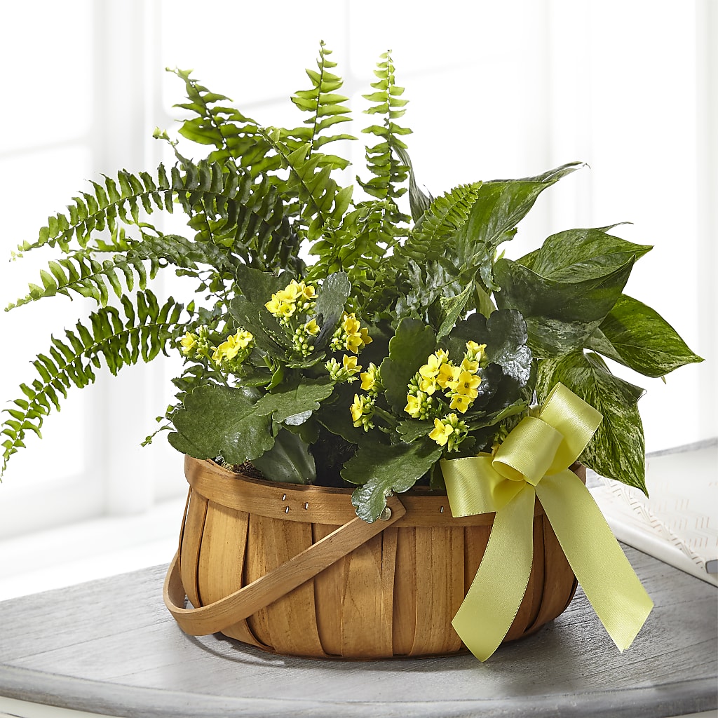 Always Dear Dishgarden – The Surprise Bouquet, Lawrenceburg TN