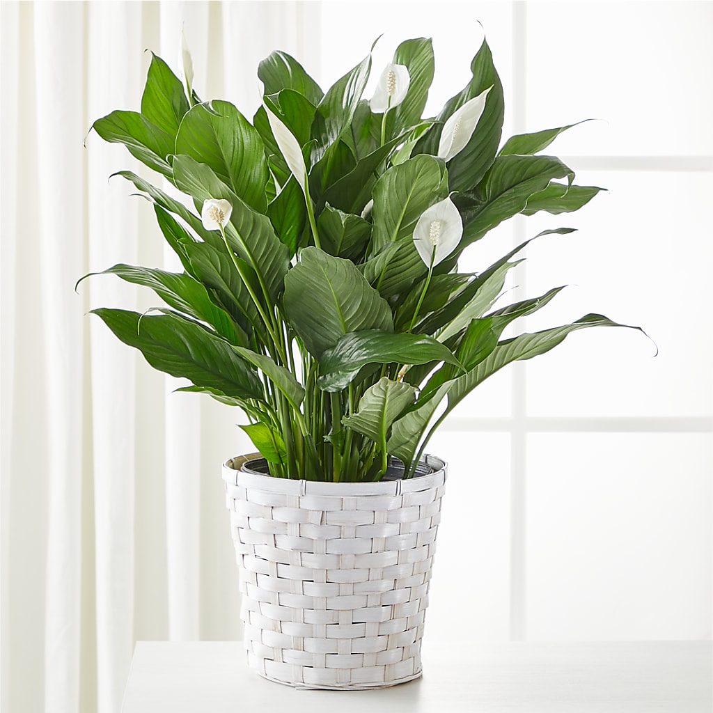 A New Leaf Peace Lily – The Surprise Bouquet, Lawrenceburg TN