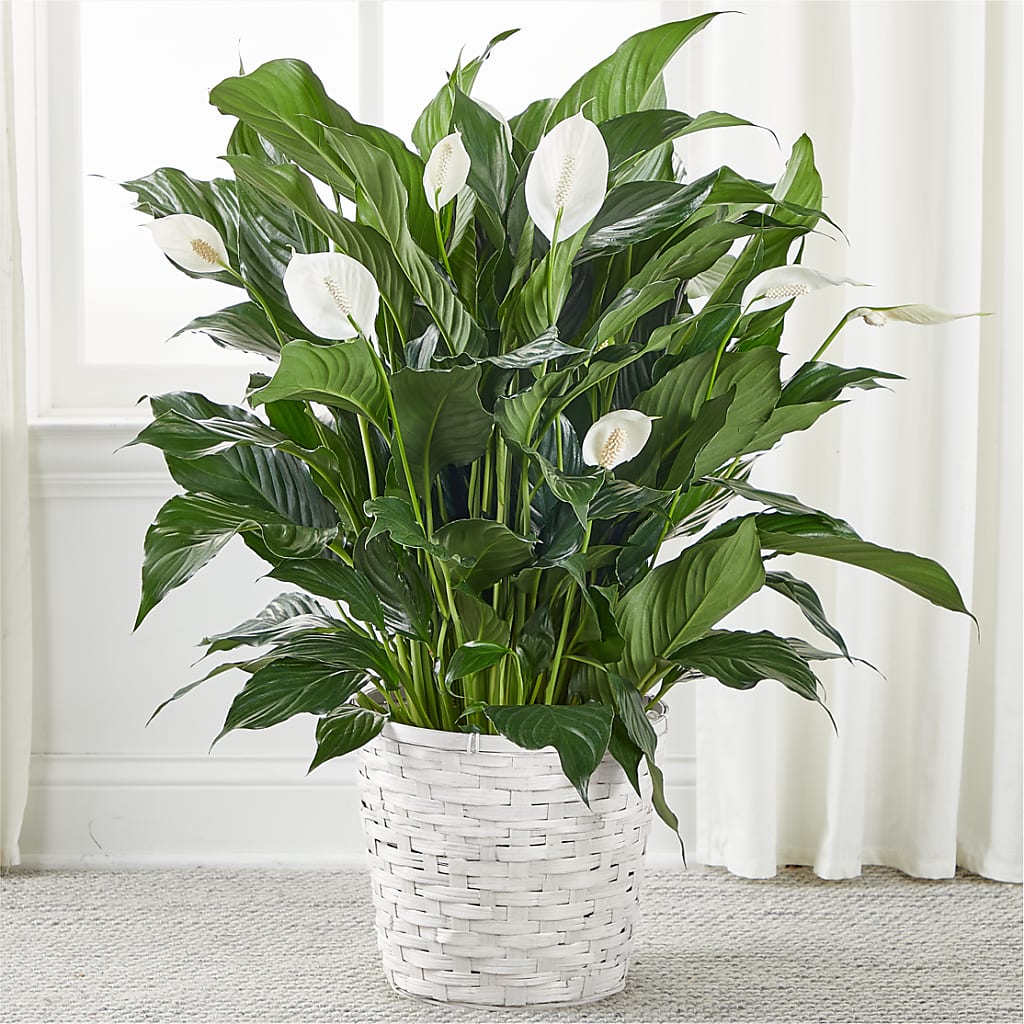 A New Leaf Peace Lily – The Surprise Bouquet, Lawrenceburg TN