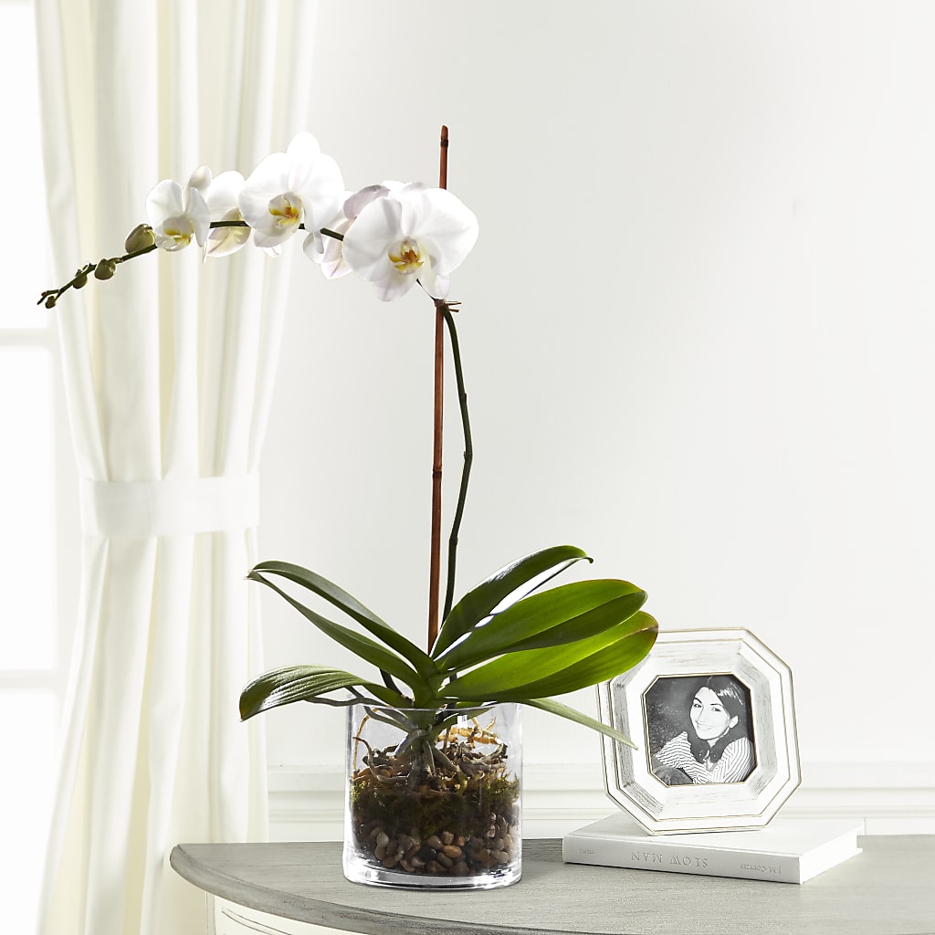White Orchid Planter – The Surprise Bouquet, Lawrenceburg TN
