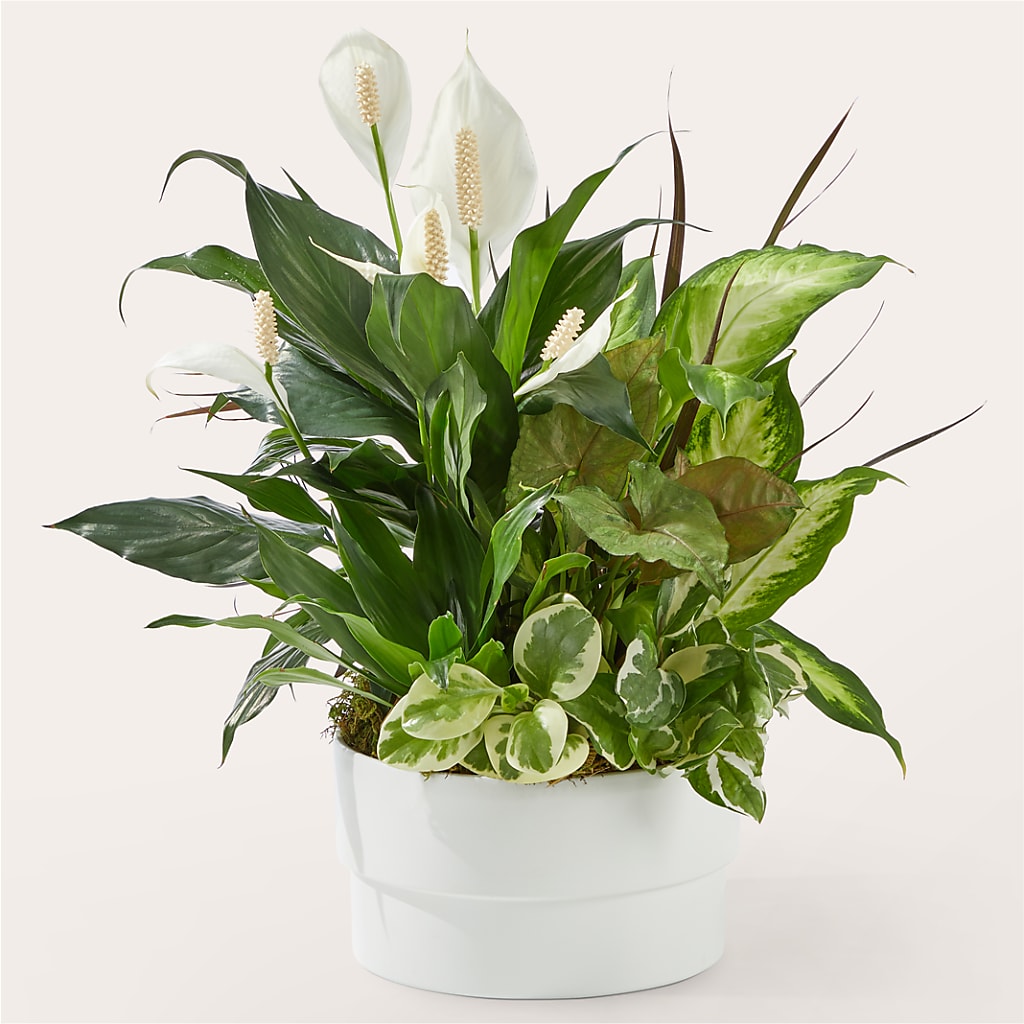 Radiating Positivity Dishgarden – The Surprise Bouquet, Lawrenceburg TN