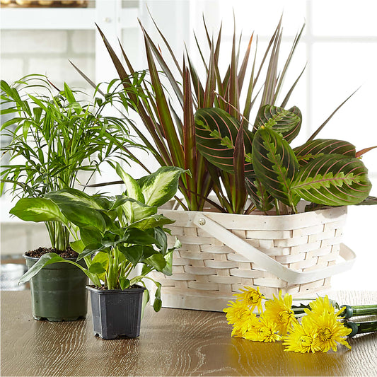 Florist Designed Blooming and Green Plants in a Basket –  The Surprise Bouquet, Lawrenceburg TN
