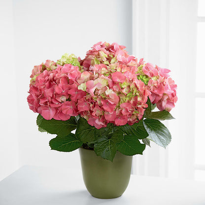 Pink Hydrangea Planter –  The Surprise Bouquet, Lawrenceburg TN