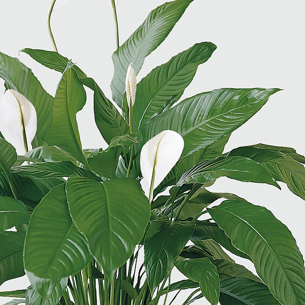 Tranquil Moments Peace Lily Plant –  The Surprise Bouquet, Lawrenceburg TN