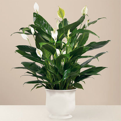 Comfort Planter –  The Surprise Bouquet, Lawrenceburg TN
