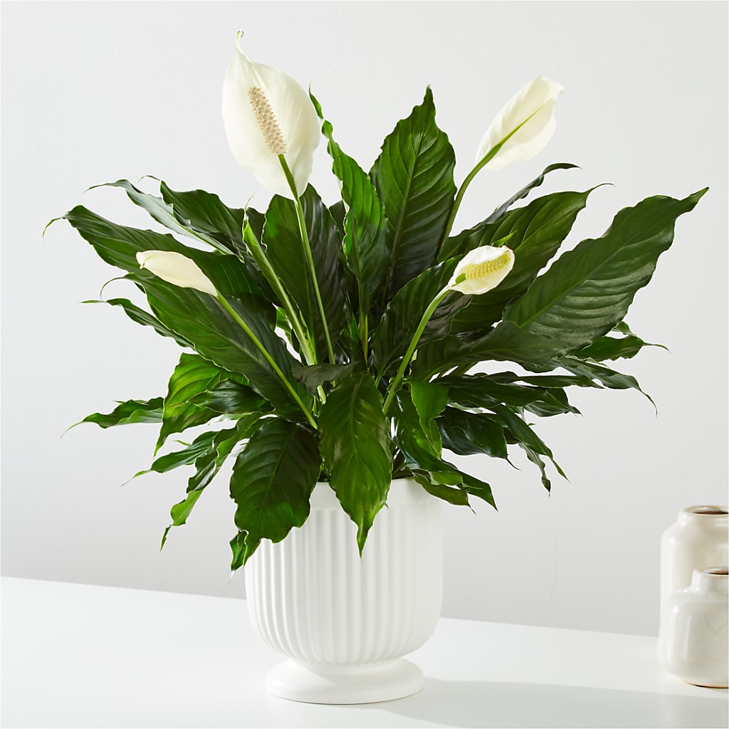Comfort Planter –  The Surprise Bouquet, Lawrenceburg TN