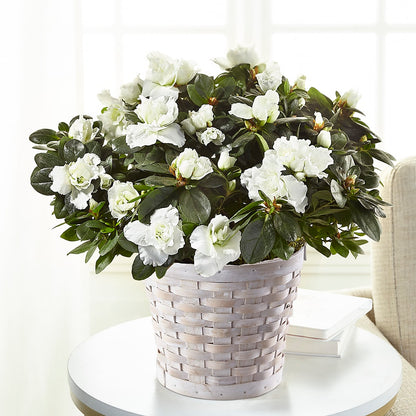 White Azalea Plant –  The Surprise Bouquet, Lawrenceburg TN