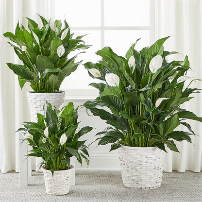 A New Leaf Peace Lily –  The Surprise Bouquet, Lawrenceburg TN