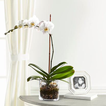 White Orchid Planter –  The Surprise Bouquet, Lawrenceburg TN