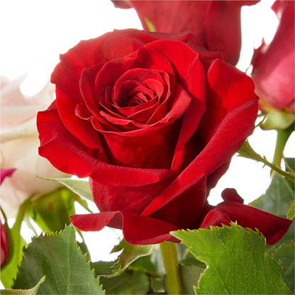 Love Notes Rose Bouquet –  The Surprise Bouquet, Lawrenceburg TN